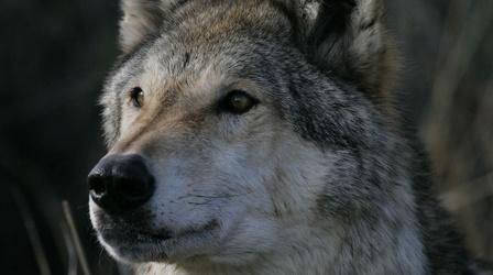 Video thumbnail: Nature The Wolf That Changed America