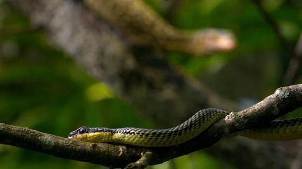 S28 Ep10: Snake Takes Flight image