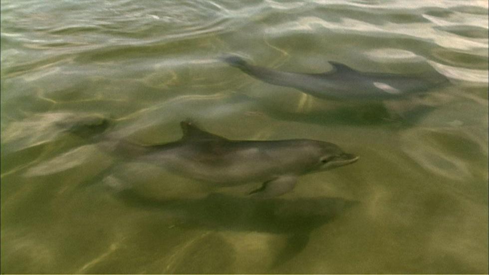 S30 Ep8: Dolphin Mud Walls image
