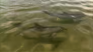 Dolphin Mud Walls