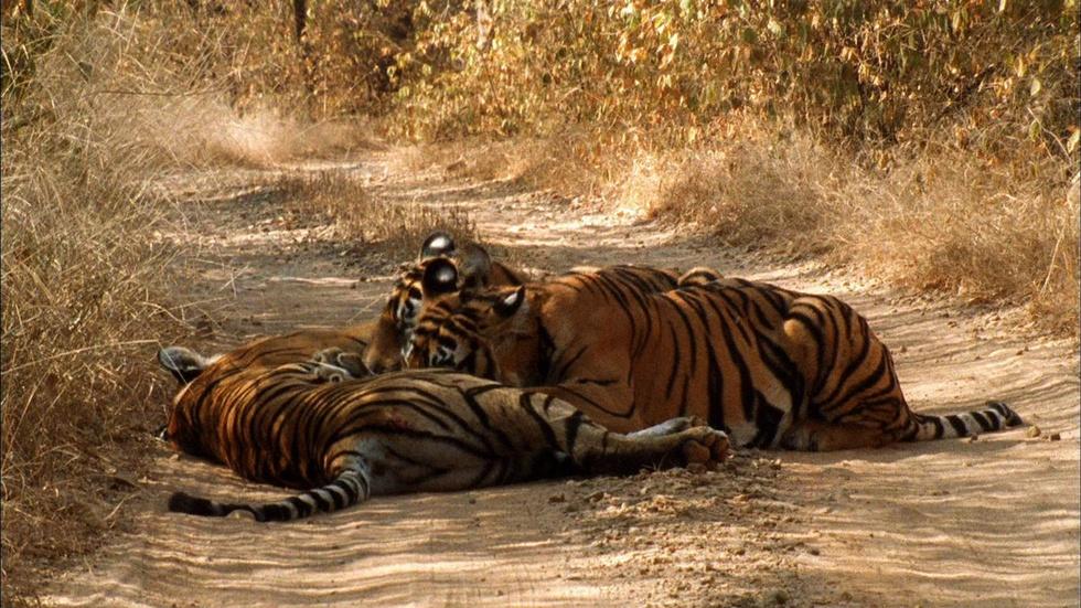 S29 Ep9: Tiger Family Bonding image