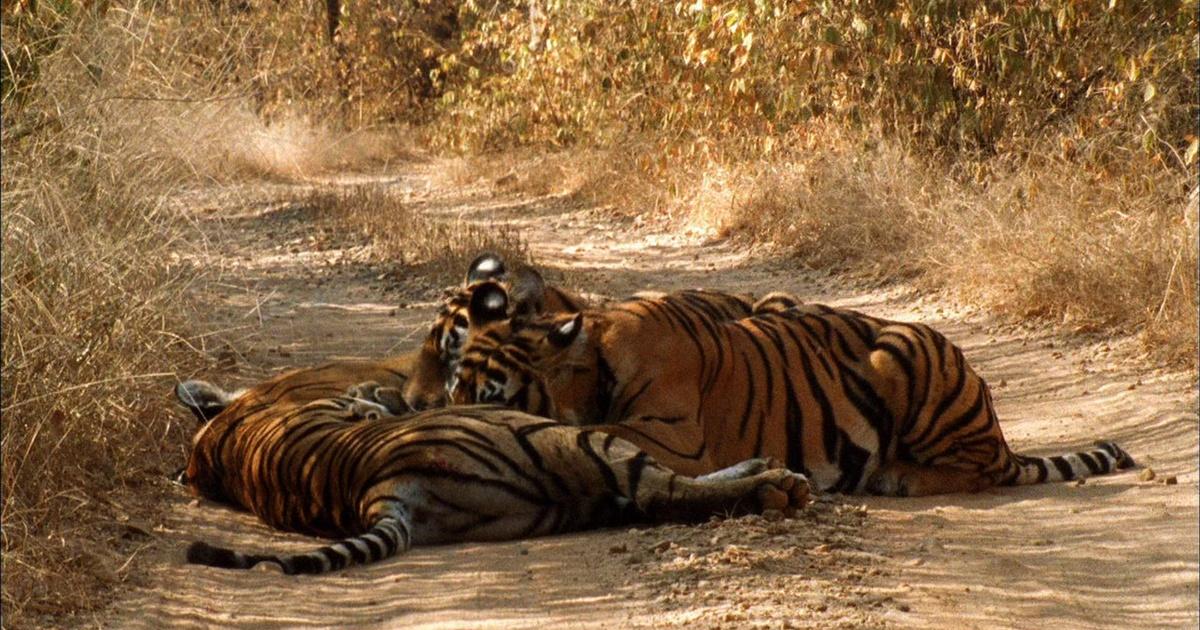 Nature | Tiger Family Bonding | Season 29 | Episode 9 | PBS