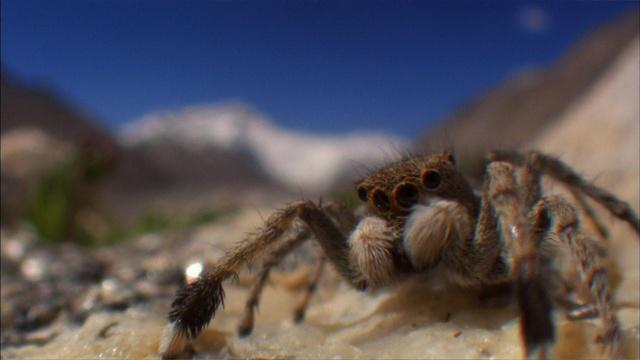 The Himalayan Jumping Spider
