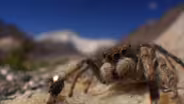 The Himalayan Jumping Spider