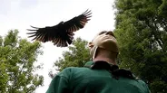 A Murder of Crows Preview