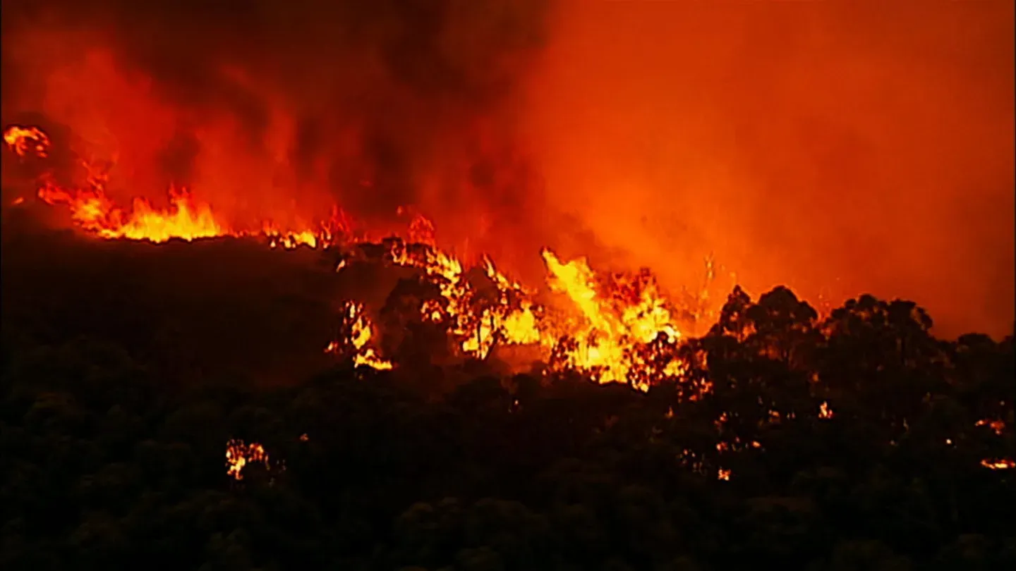 Survivors of the Firestorm