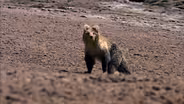 The Himalayan Bear and the Tibetan Fox