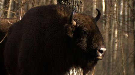 Video thumbnail: Nature Bison Take on the Wolves