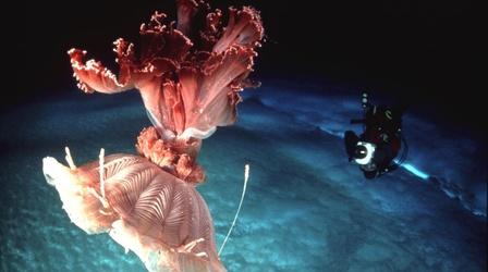 Video thumbnail: Nature Under Antarctic Ice