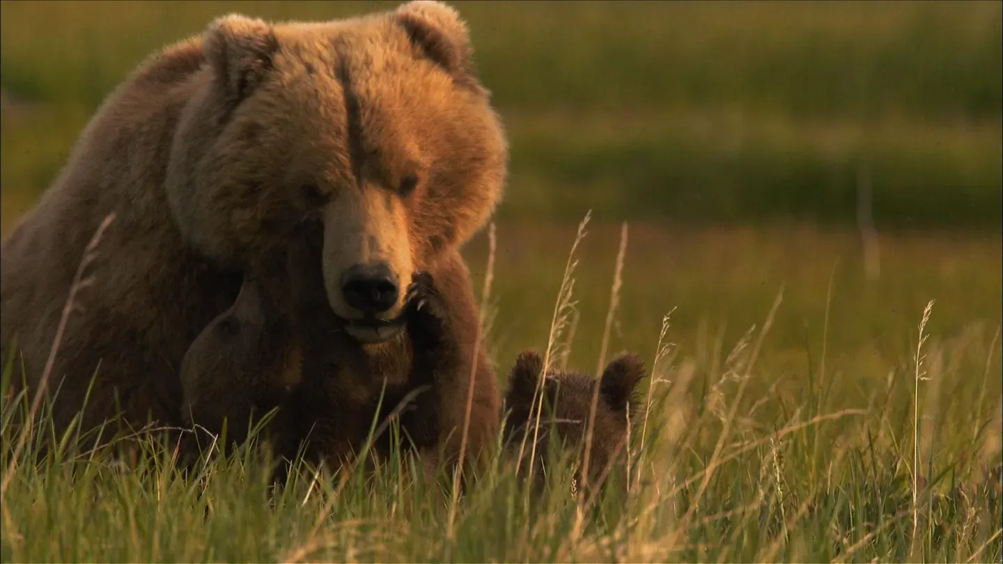 Bears of the Last Frontier: City of Bears