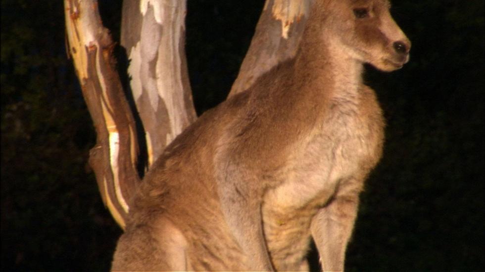S30 Ep5: The Head Roo image