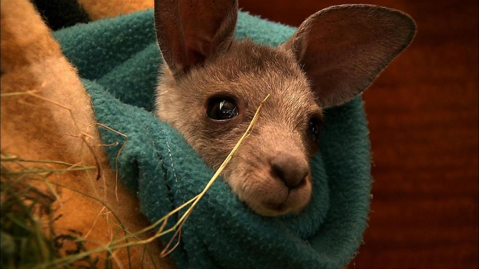 S29 Ep11: Nursing the Wallabies image