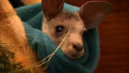 Nursing the Wallabies