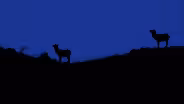 This Unexplained Companion