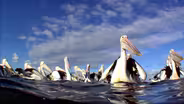 Synchronized Swimmers