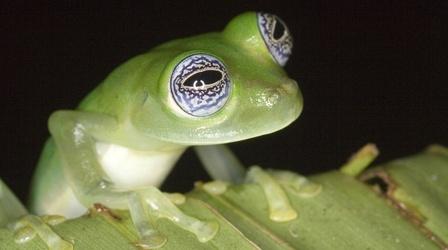Video thumbnail: Nature Frogs: The Thin Green Line