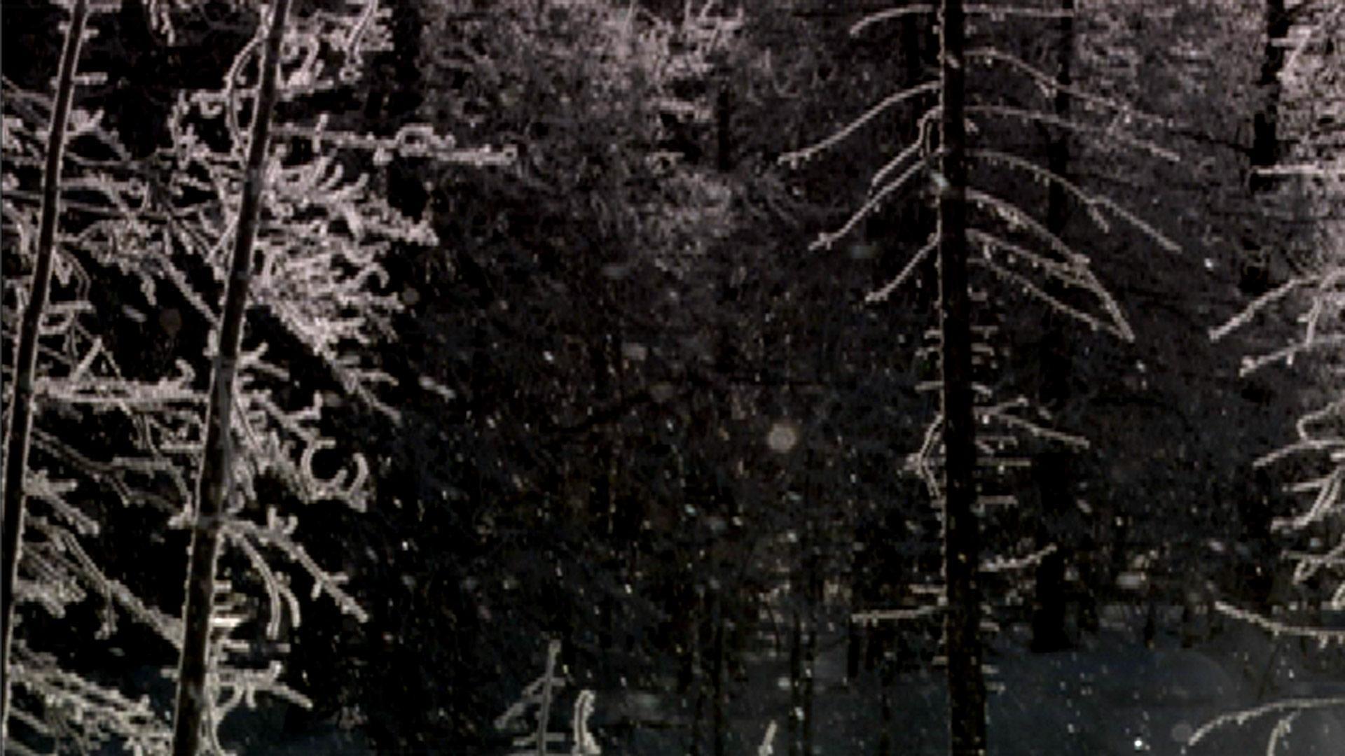 Nature: Christmas in Yellowstone (dvd)