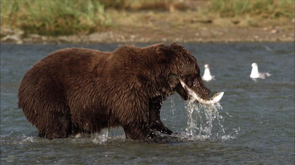 S29 Ep13: Diving for Salmon image