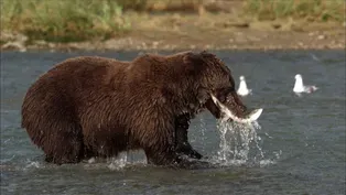 Diving for Salmon