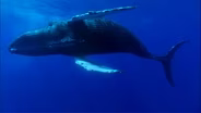 Ocean Giants: Giant Lives