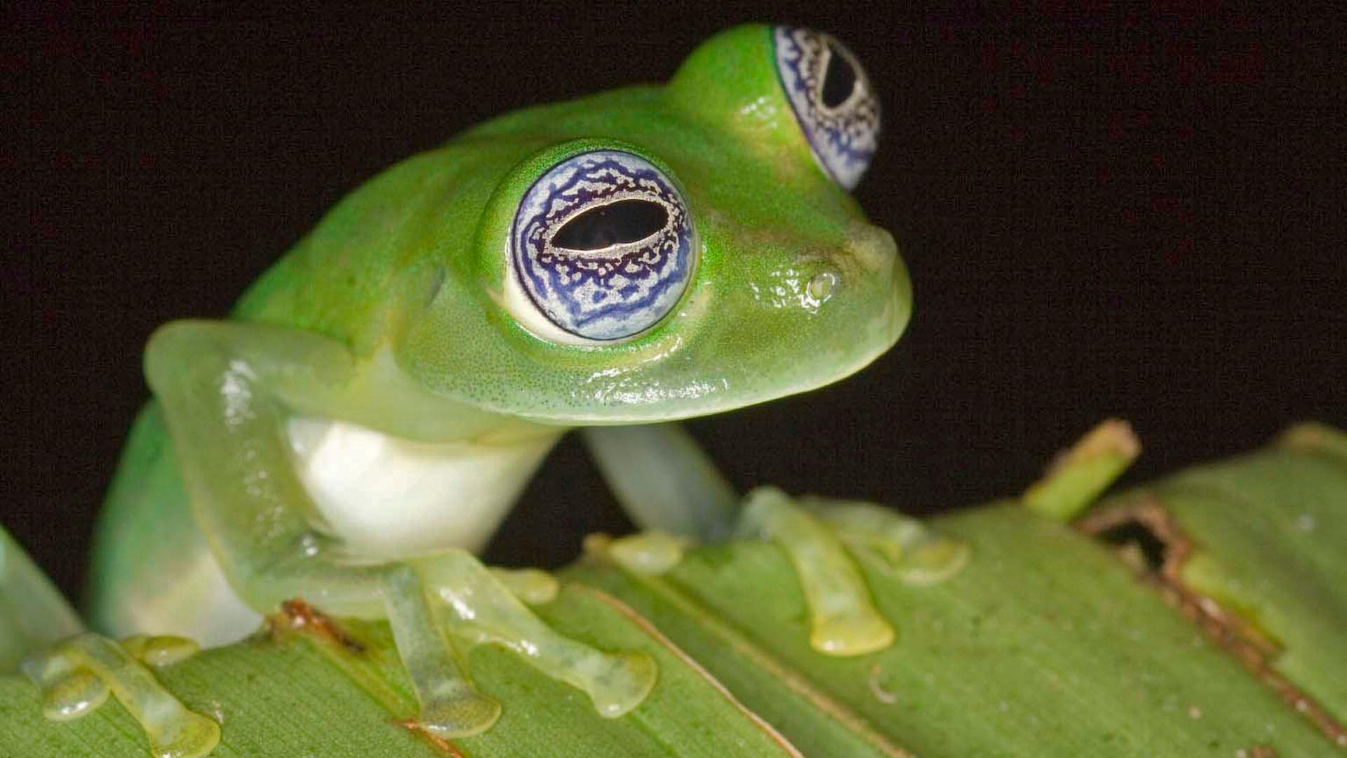 New Tiny Green Frog Is First Spotted in Costa Rica