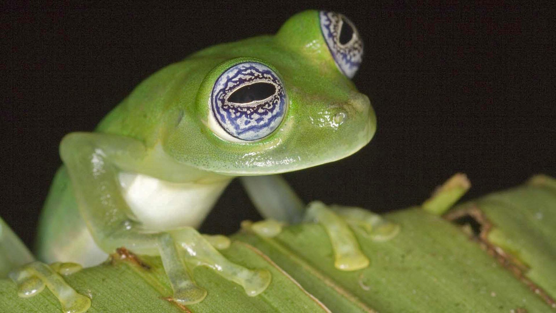 Finding Mini Frogs: These Aren't Babies, They're Just Little - Cool Green  Science