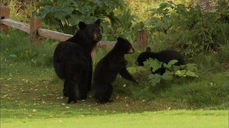 Education | Urban Bears