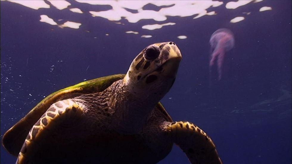 Education | Which Came First - the Turtle or the Egg? image
