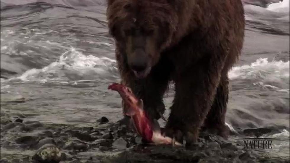 Education | Salmon in the Ecosystem image