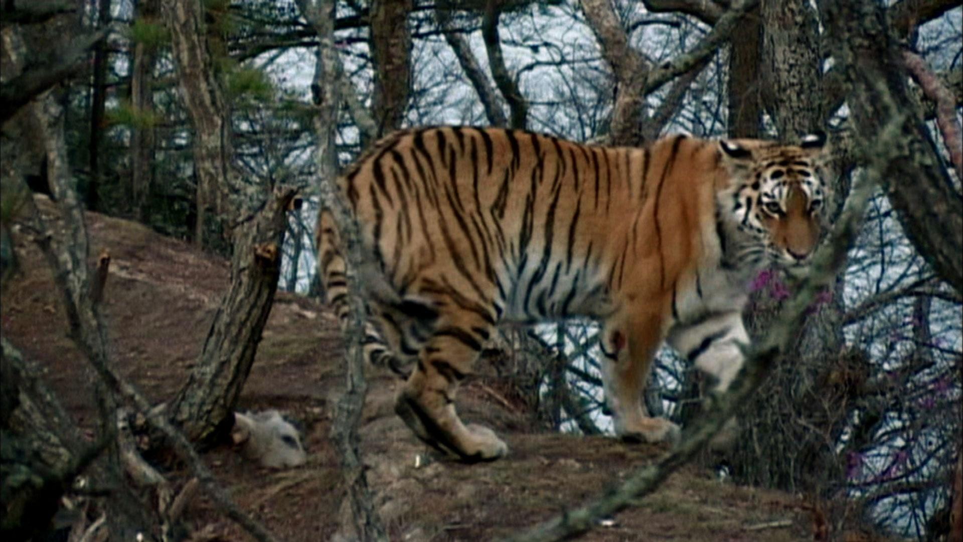 siberian tiger being hunted