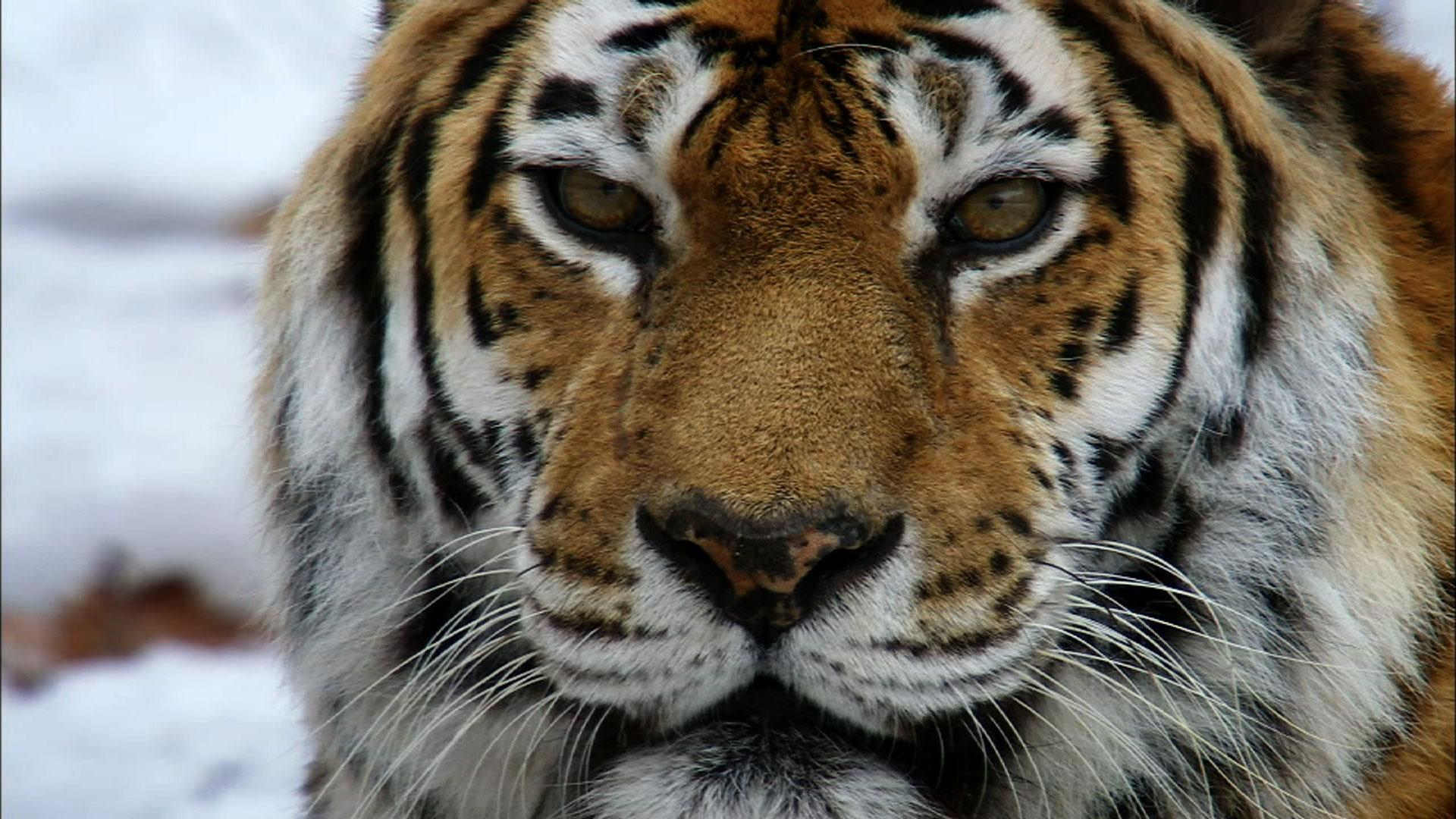 Siberian Tiger Park - All You Need to Know BEFORE You Go (with Photos)