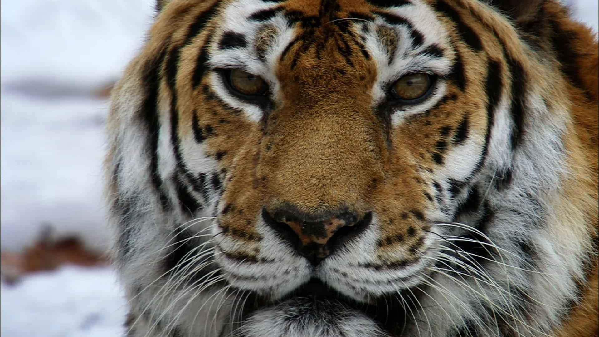 Siberian Tiger Quest Nature