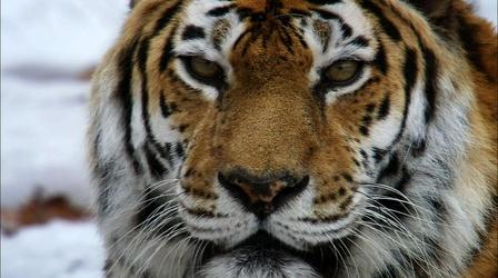 Video thumbnail: Nature Siberian Tiger Quest