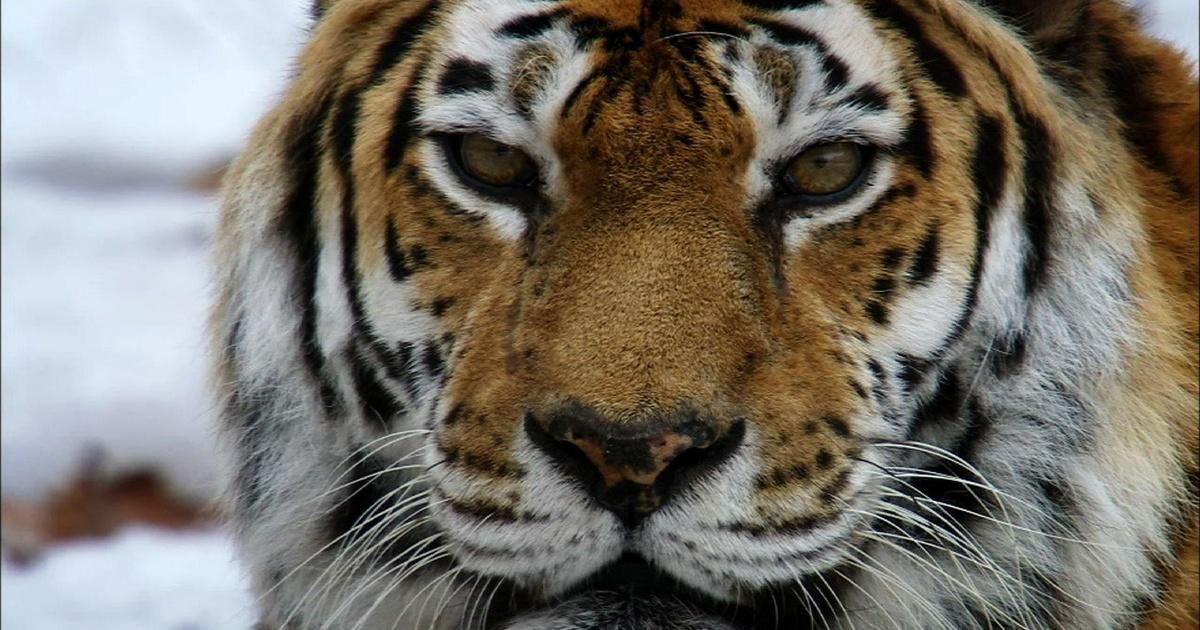 A lion watches a white Bengal tiger and a Siberian tiger staring at each  other in