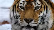 Siberian Tiger Quest