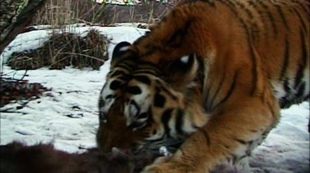 Video thumbnail: Nature Filming Wild Tigers