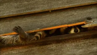 Raccoons and the City
