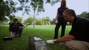 Observing the Secret Lives of Raccoons