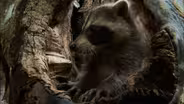 Learning to be a Raccoon