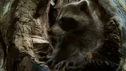 Learning to be a Raccoon