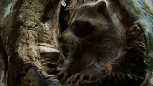 Learning to be a Raccoon