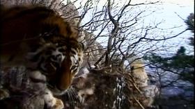 Video thumbnail: Nature Alone with Tigers