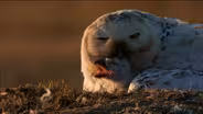 Hatching Owlets