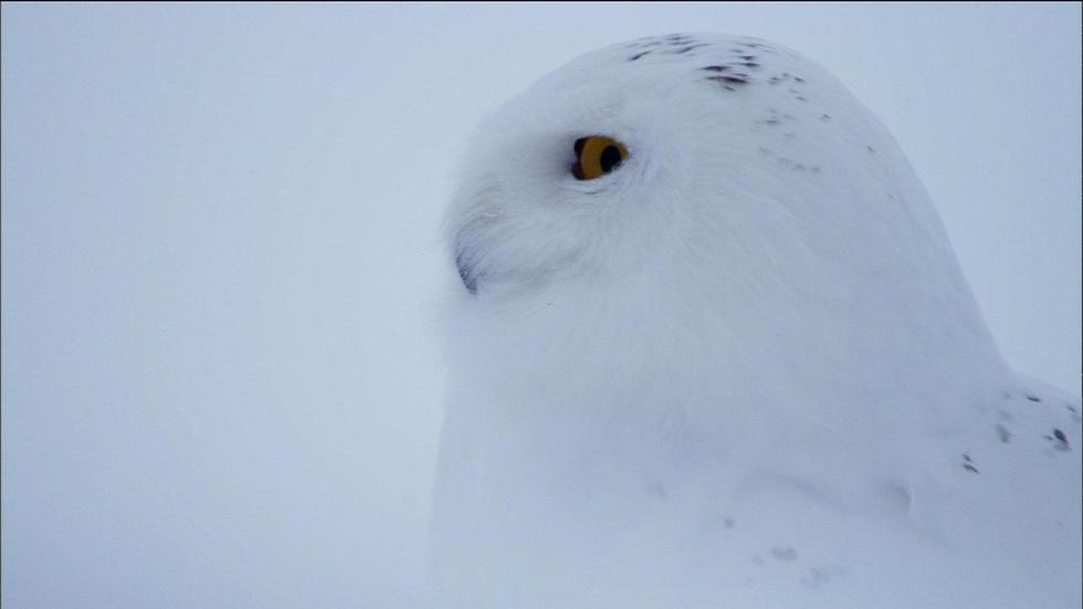 S31 Ep2: Owl of the Arctic image