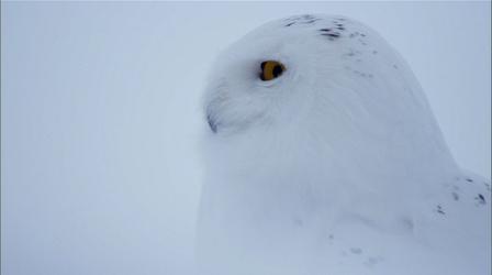 Owl of the Arctic
