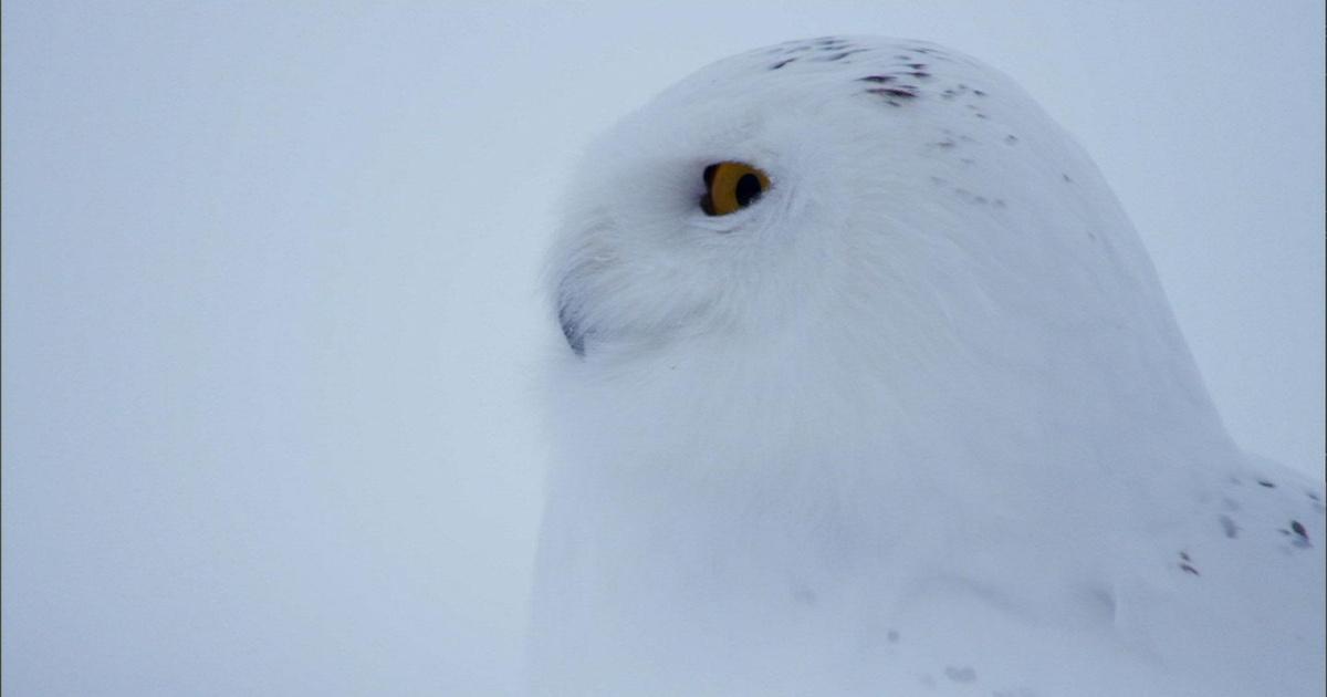 Nature | Owl of the Arctic | Season 31 | Episode 2 | PBS