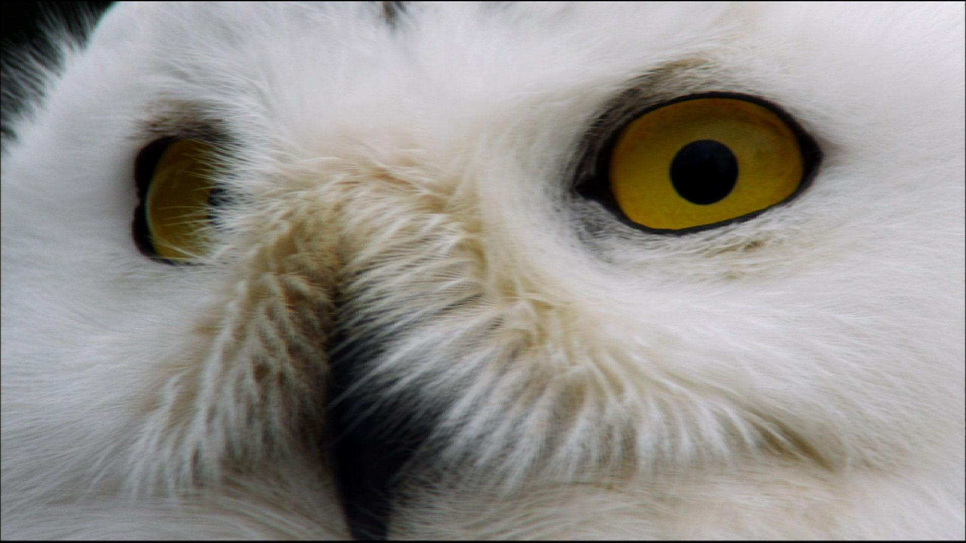 Nature | Magic of the Snowy Owl | Season 31 | Episode 2 | PBS