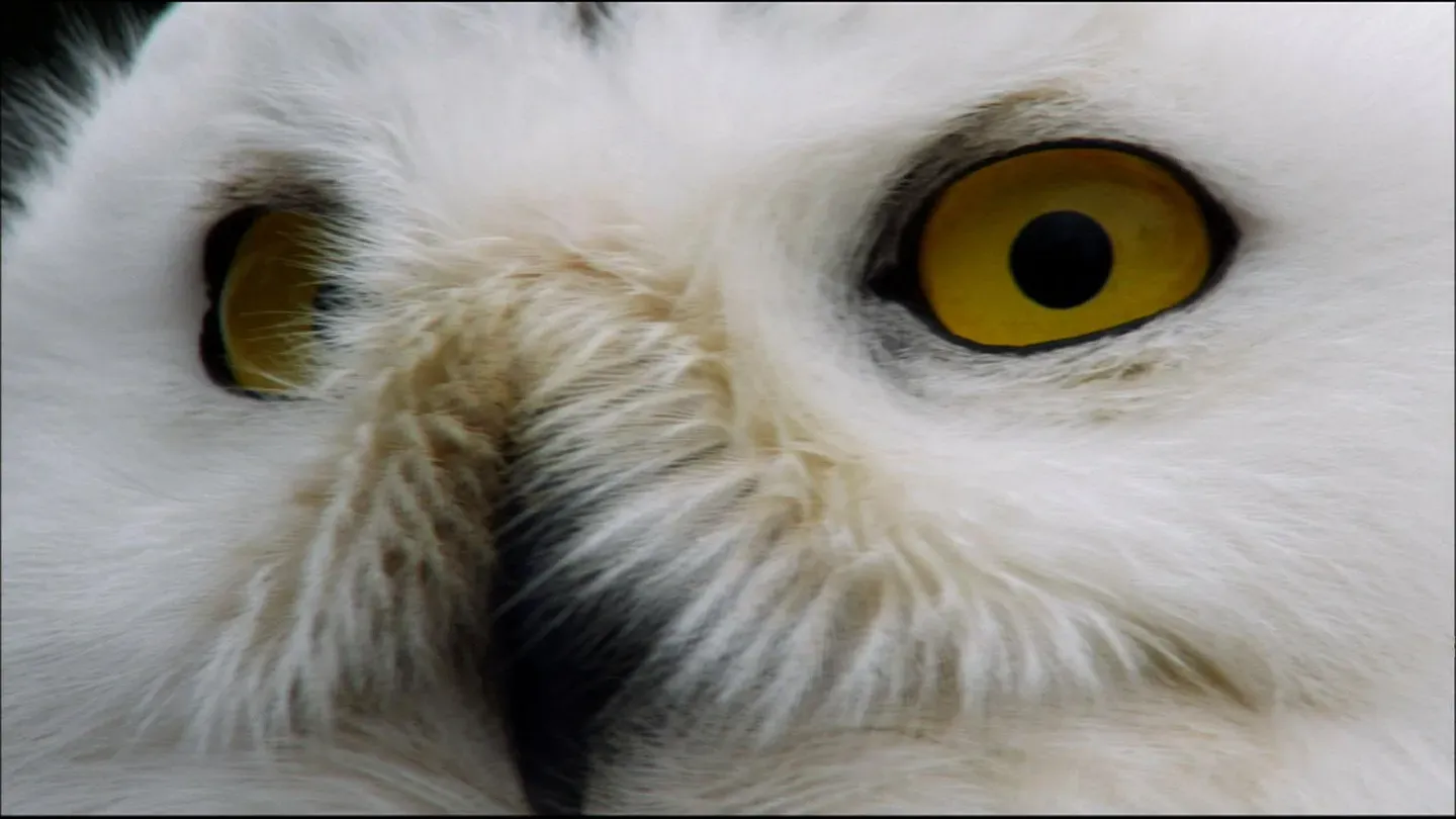 Magic of the Snowy Owl