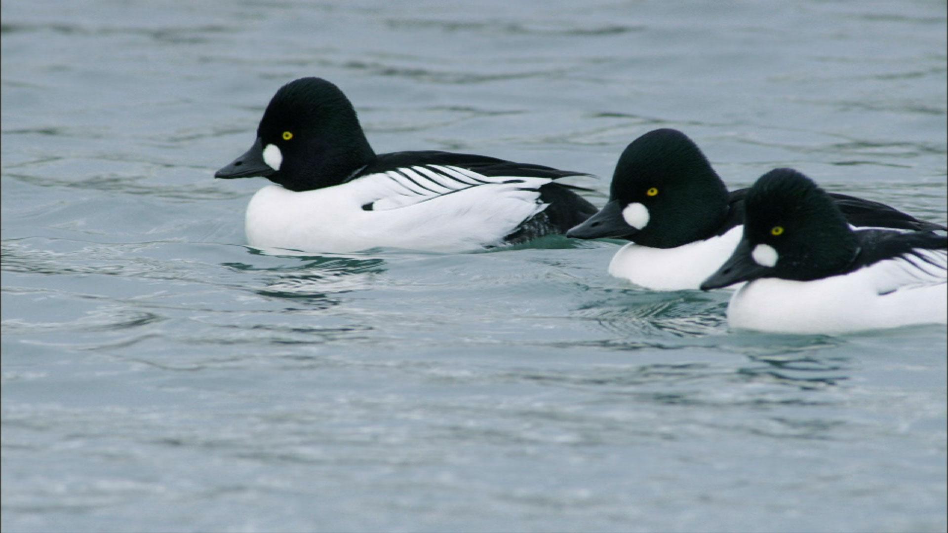 Warm Ducks in the Cold Arctic | Nature | THIRTEEN - New York Public Media
