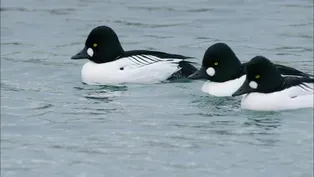 Warm Ducks in the Cold Arctic